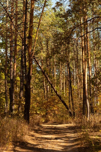 Forêt automnale pittoresque avec troncs en bois et sentier ensoleillé — Photo de stock