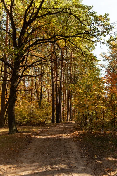 Bosque otoñal pintoresco con troncos de madera y camino a la luz del sol - foto de stock