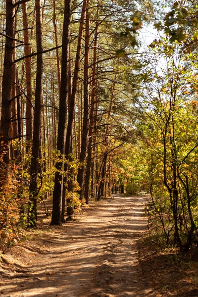 Bosque otoñal pintoresco con troncos de madera y camino a la luz del sol - foto de stock