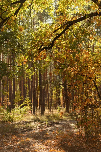 Forêt automnale pittoresque avec feuillage doré et soleil brillant — Photo de stock