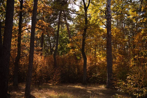 Scenografica foresta autunnale con alberi alla luce del sole — Foto stock