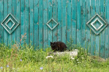 Desenleri ile mavi ahşap çit arka planda Siyah kedi