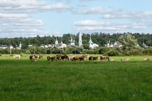 Rusya'nın Kaluga bölgesindeki Optina Çölü'nün karşısındaki çayırda otlayan sürüsü