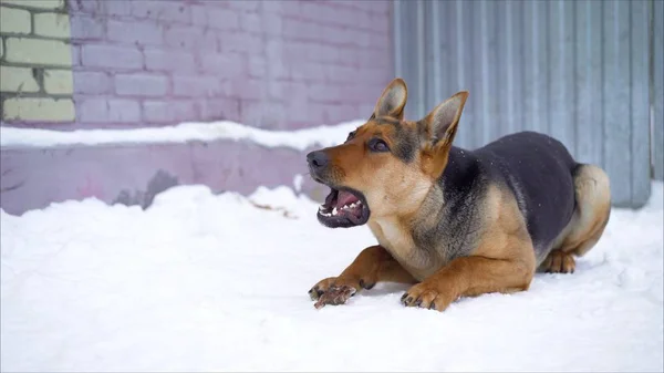 Eating Snow Dog German Shepherd. German shepherd eats in the winter in the yard. German Shepherd Dog