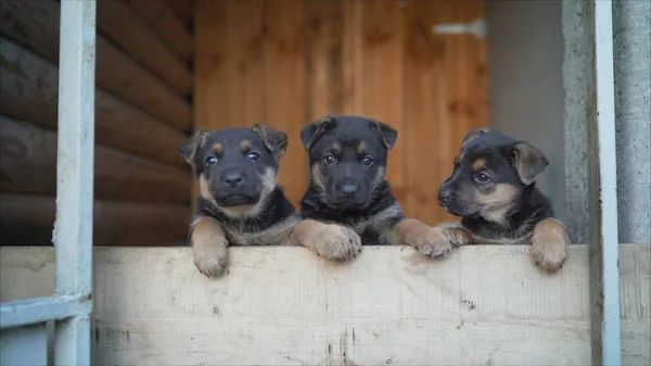 Funny puppies of a German shepherd. Four puppies of a German shepherd. Young German Shepherd dog play