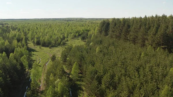 Unpaved forest road. Beautiful road through a wild dense forest overgrown with moss. View of trees through the sunlight. Country road in a dense forest.