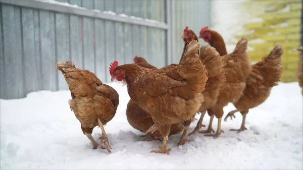 Chickens on the farm in winter. Hen in winter - farm bird