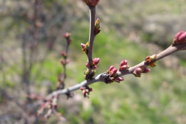 Güzel bahar tomurcukları, Rusya'da çiçeklenme