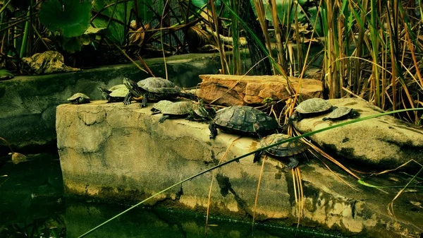 Черепахи Храме Китай — стоковое фото