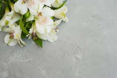 Beyaz Alstroemeria ilkbahar yaz çiçek gri dokulu çimento arka plan