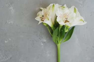 Beyaz Alstroemeria ilkbahar yaz çiçek gri dokulu çimento arka plan