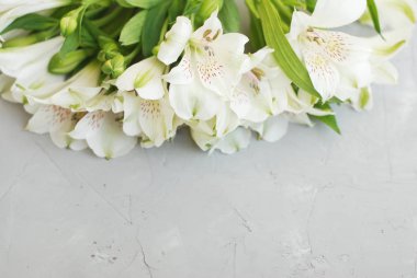 Beyaz Alstroemeria ilkbahar yaz çiçek gri dokulu çimento arka plan