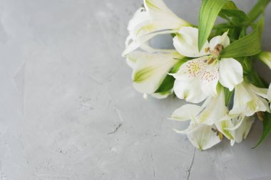 Beyaz Alstroemeria ilkbahar yaz çiçek gri dokulu çimento arka plan