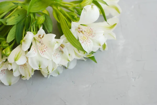 White Alstroemeria Spring Summer Flowers Gray Textured Cement Background — Stock Photo, Image