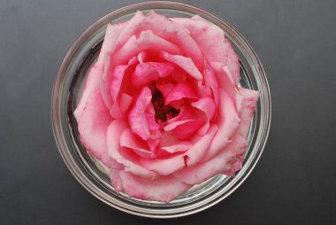 Yumuşak renk, seçici odak, Spa ve güzellik kavramı siyah arka plan kopya alanı gül çiçek pembe.