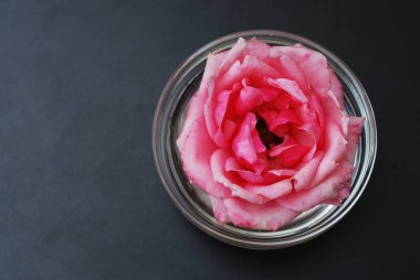 Yumuşak renk, seçici odak, Spa ve güzellik kavramı siyah arka plan kopya alanı gül çiçek pembe.