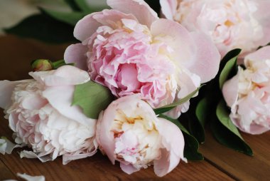 çitin üzerinden tek hafif pembe şakayık çiçeği