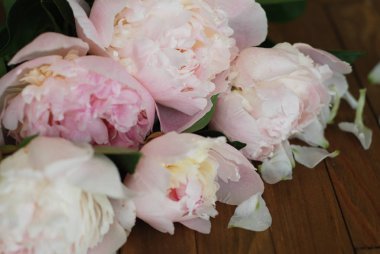 çitin üzerinden tek hafif pembe şakayık çiçeği