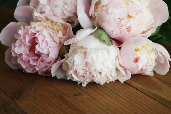 Single Light Pink Peony Flower Fence — Stock Photo, Image