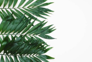 Yeşil yaprakları tropikal egzotik ağaç Isoalted beyaz arka plan üzerinde palmiye. Holliday kuvvetler