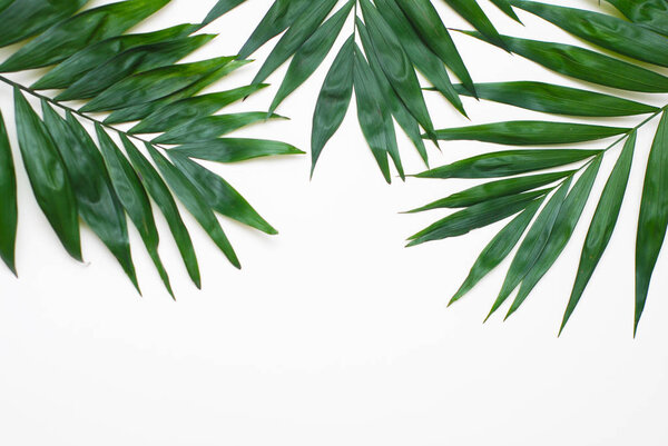 Palm Green Leaves Tropical Exotic Tree Isoalted on White Background. Holliday Patern