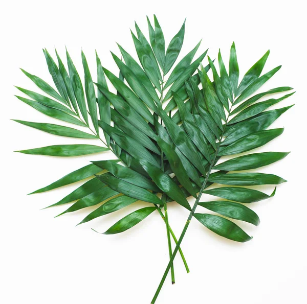 Palm Zöld Levelek Egzotikus Isoalted Fehér Háttér Előtt Négyzet Alakú — Stock Fotó