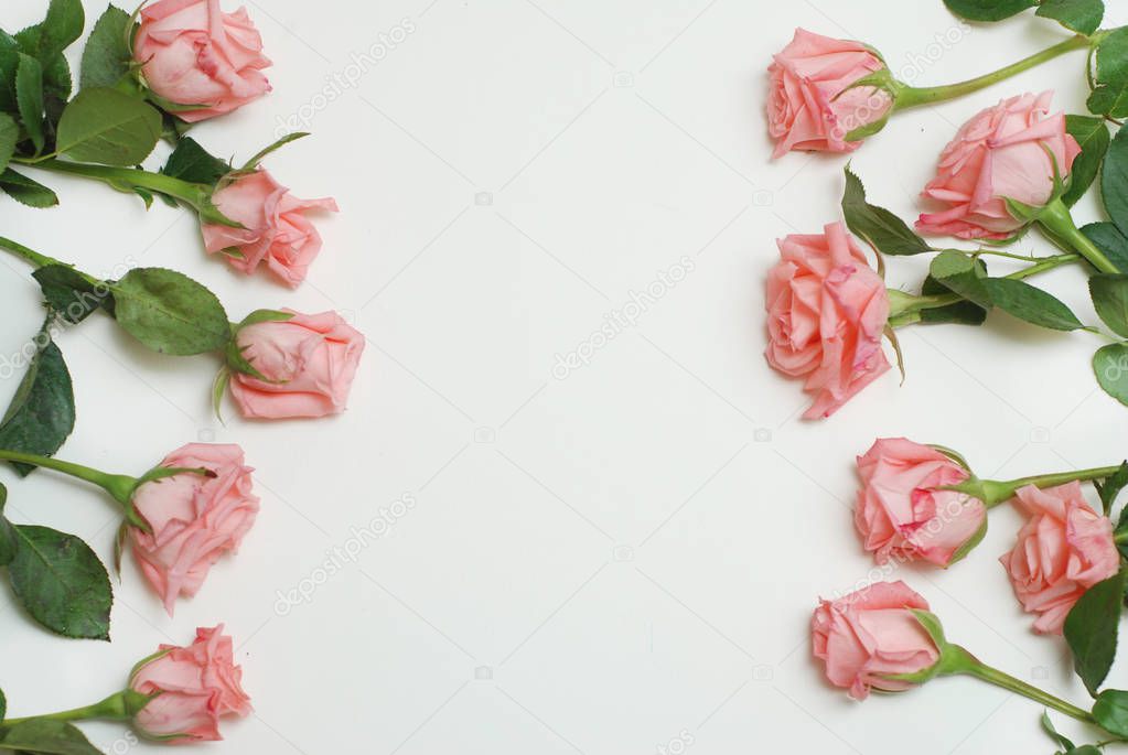 Coral Pink Rose Flower Isolated. flower bouquet bunch on White Background.