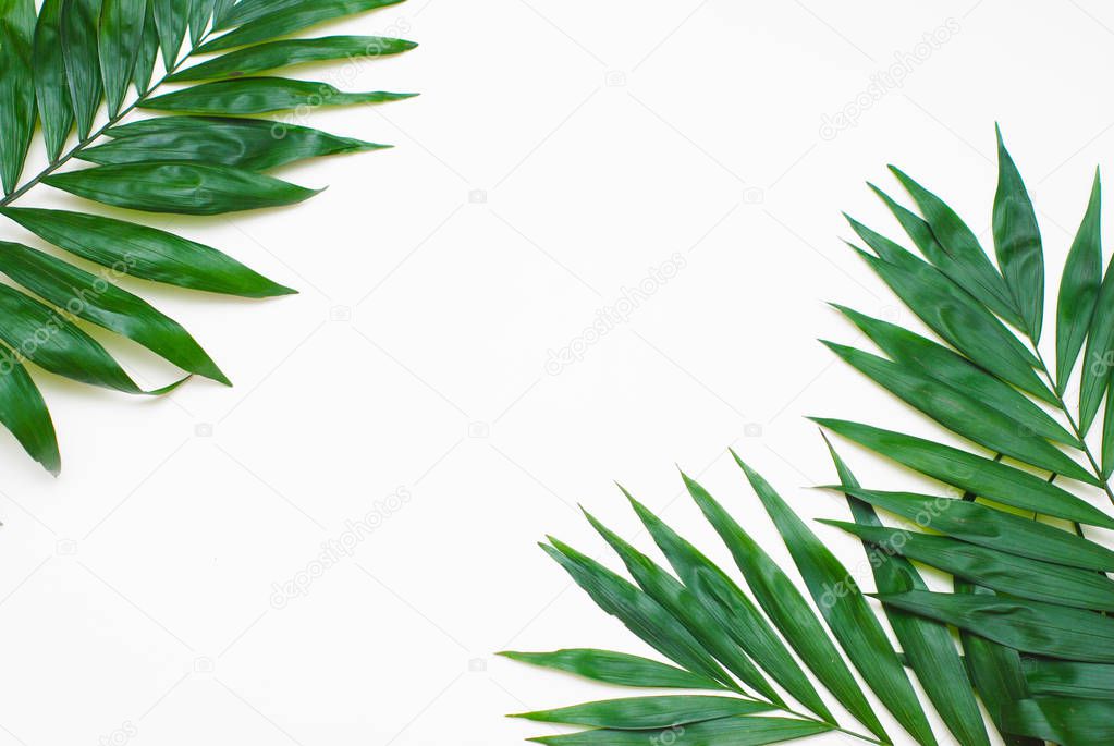 Palm Green Leaves Tropical Exotic Tree Isoalted on White Background. Holliday Patern