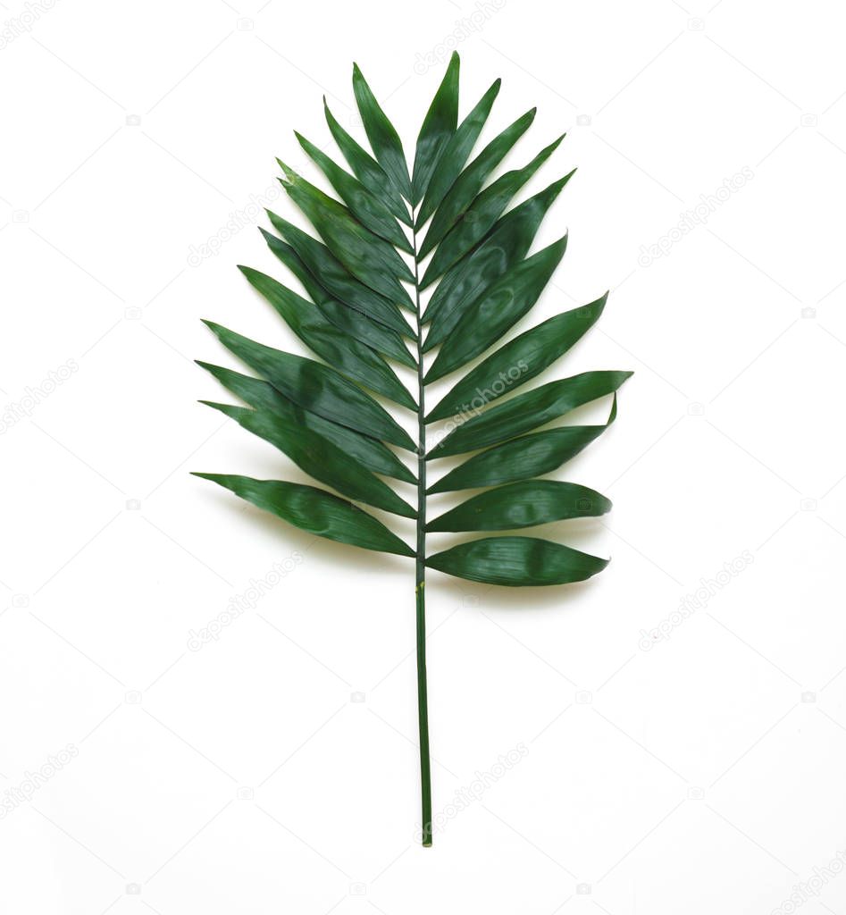 Palm Green Leaves Exotic Tree Isoalted on White Background. Square Image.