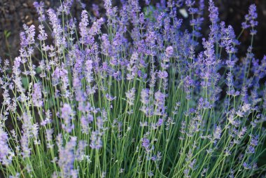 Bloom alan closeup mor menekşe lavanta çiçekleri Isoalted arka plan