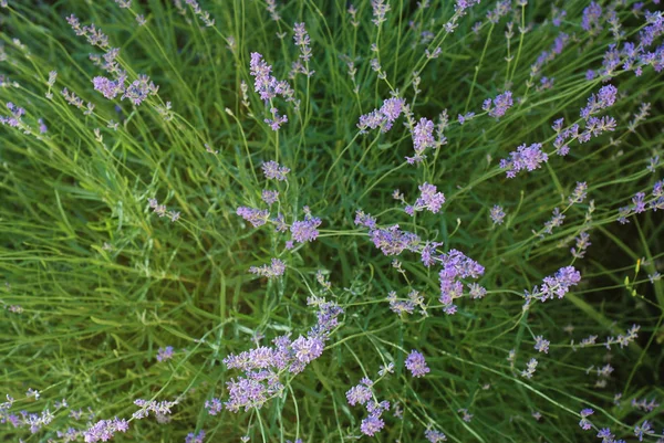 Violeta Púrpura Flores Lavanda Flor Campo Primer Plano Fondo Isoalted —  Fotos de Stock