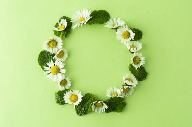 Papatya çiçek ve Nane otlar çerçeve yeşil çay veya tasarım daire içine alın. Yaz yeşil arka plan kopya alanı ile.