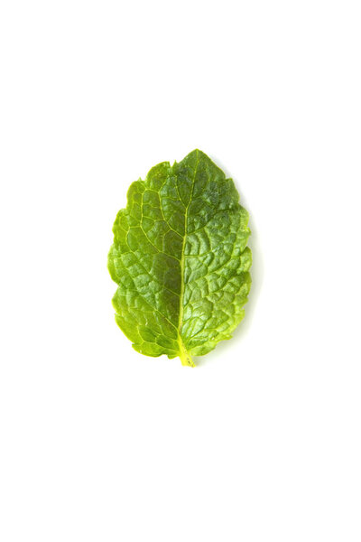 Fresh mint isolated on white background. Leaves for coktails or fresh fruits. Summer tempalte for design. Food mockup.