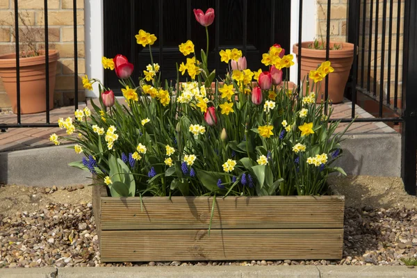 Pot and planters. Beautiful colorful tulips blooming on wooden pot outdoor. Spring time.