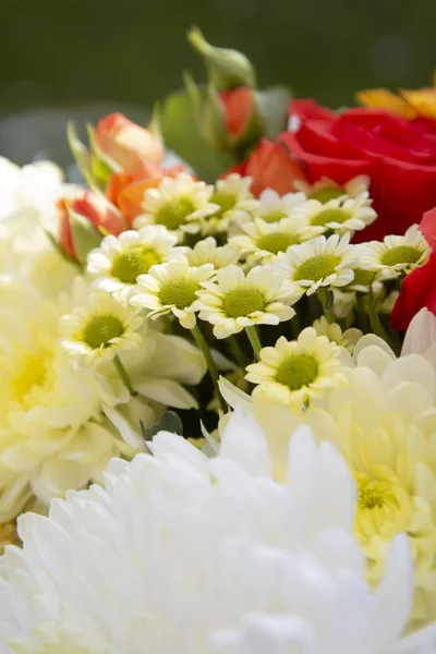 Színes tavaszi csokor virágok rózsával, krizantém és a Kamilla. Gyönyörű virág ajándék. Sablontervezés. Lemezterület másolása. — Stock Fotó