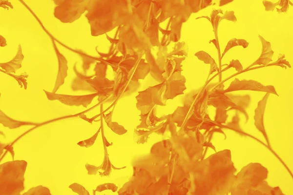 Twórcze streszczenie tła wykonane z liści roślin na żółtym tle. Minimalistyczna letnia koncepcja z kopią przestrzeni. Selektywna koncentracja. — Zdjęcie stockowe
