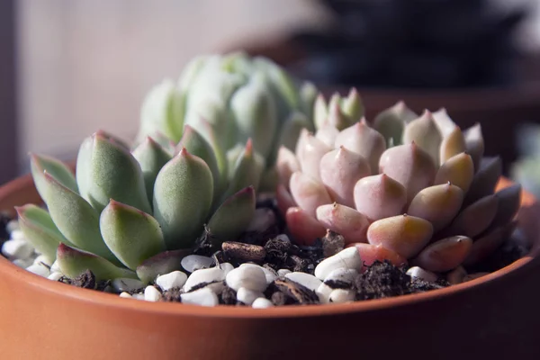 Suculentas: varias plantas de interior echeveria en macetas. Mezcla de suculentas hermosas. Estilo de vida imagen . —  Fotos de Stock