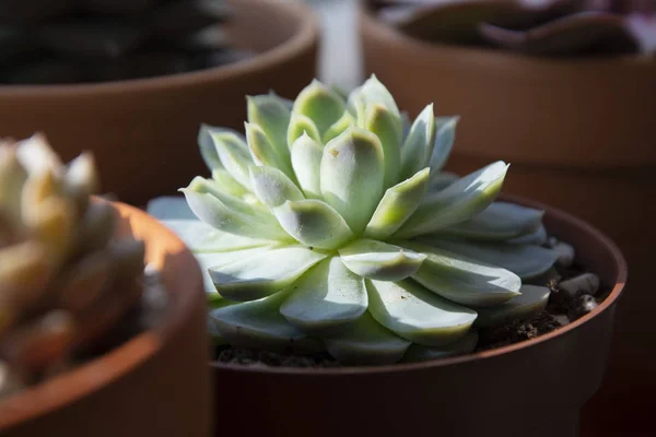 다육 식물 : 냄비에 다양한 echeveria 실내 식물. 아름다운 다육 식물의 혼합. 라이프 스타일 이미지. — 스톡 사진