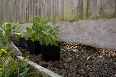 Bahçeye ekilmeye hazır genç domates bitkileri, bahar baharı bahçıvanlığı. sebze yetiştirme.