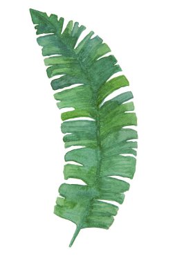 El çizilmiş suluboya tropikal bitki yaprağı. Egzotik, yaz yaprağı, yapraklar. Şablon öğesini silme.