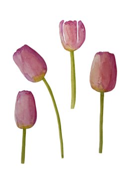 Elle çizilmiş atercolor pembe bahar Laleler bahar çiçekleri izole. Tebrik kartı tasarım şablonu. Kopyalama alanı.