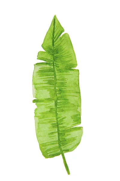Hand drawn watercolor tropical plant leaf. Exotic, summer leaf, foliage. Desing template element.