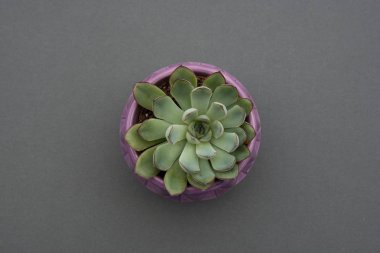 Düz sulu bitki ile yatıyordu, Saksıda Echeveria Sulu Bitki, gri arka plan kapalı dekoratif saksı. Kopyalama alanı.