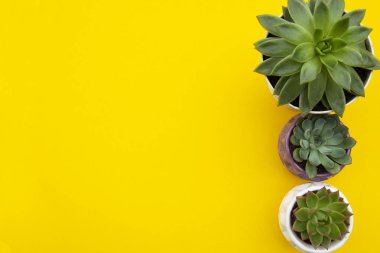 Tarz çalışma alanı. Sarı arka plan üzerinde Echeveria Sulu Çiçek Bitkiler. Kopya alanı. Düz döşeme, üst görünüm.