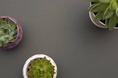 Kopya alanı ile çalışma alanı. Sulu bitkiler, Echeveria Sulu Saksıda Çiçekler, Gri arka plan. Boşluğu kopyala.