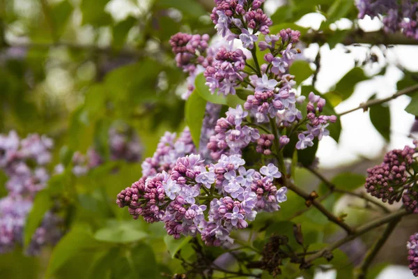 Rama primaveral de florecimiento lila, vista natural . — Foto de Stock