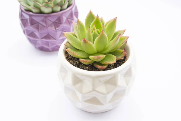 Pianta succulenta, Echeveria Pianta da Fiore Succulenta in vaso, fondo bianco vaso di fiori decorativi per interni. Copia spazio . — Foto Stock