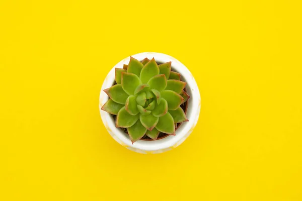 Posata piatta in stile estivo, Echeveria Succulent Plant in vaso. Ricevuto. Spazio di lavoro, moda, affari, formazione . — Foto Stock