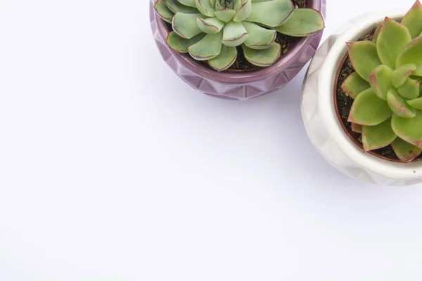 Tanaman yang subur, Echeveria Succulent Flower Plant dalam pot, pot bunga indoor berlatar belakang putih. Salin ruang . — Stok Foto