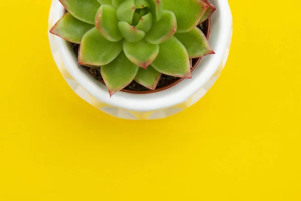 Posata piatta in stile estivo, Echeveria Succulent Plant in vaso. Ricevuto. Spazio di lavoro, moda, affari, formazione . — Foto Stock